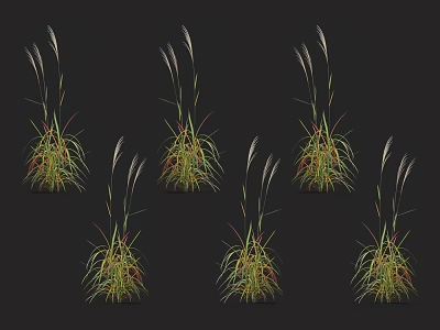 Six Ornamental Grass Clumps With Slender Green Leaves Red Edges White Spikes On Black Background 3d model