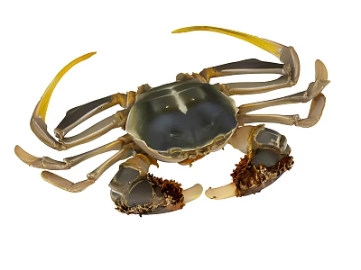 Aquatic Crab with Yellow Claws Blueish Gray Body and Long Legs 3d model