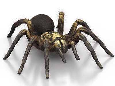 Large Hairy Legged Reptile With Black And Gold Body On White Surface 3d model