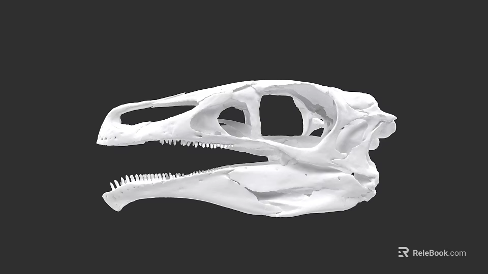 Detailed Reptile Skull Anatomical Structure With Sharp Teeth And Fossil Features 3d model 