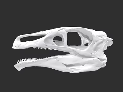 Detailed Reptile Skull Anatomical Structure With Sharp Teeth And Fossil Features 3d model