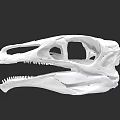 Detailed Reptile Skull Anatomical Structure With Sharp Teeth And Fossil Features