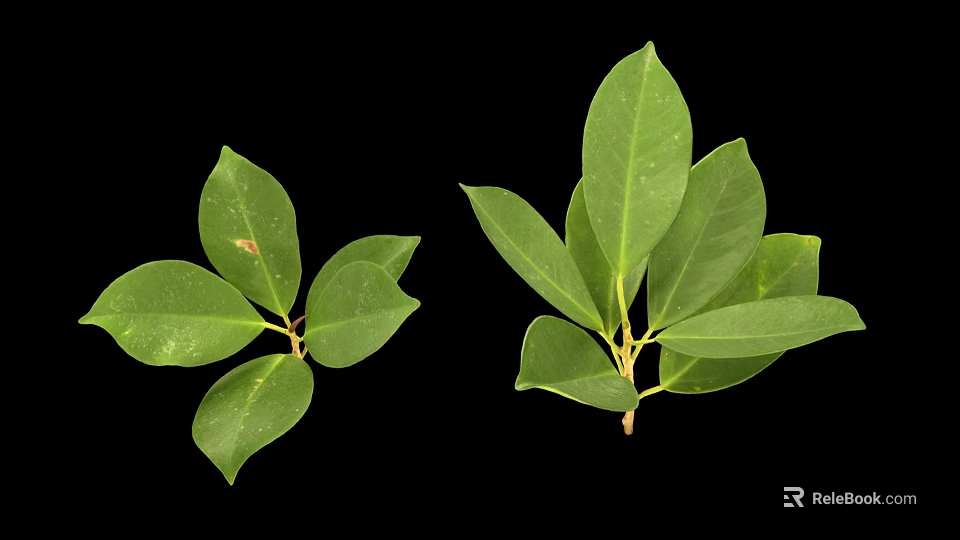 Two Sets of Fresh Green Plant Leaves Displayed on Clean Black Background 3d model 