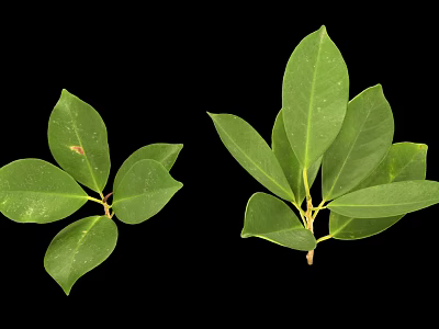 Two Sets of Fresh Green Plant Leaves Displayed on Clean Black Background 3d model