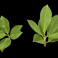 Two Sets of Fresh Green Plant Leaves Displayed on Clean Black Background