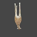 Realistic Giraffe 3D Model With Brown White Spots And Long Neck Standing On Black Background