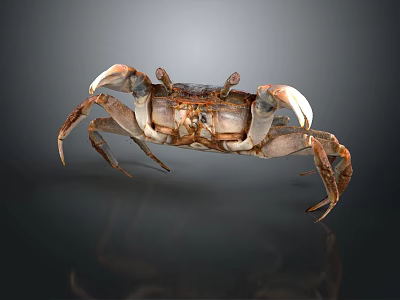 Brown Crab With Large Claws And Textured Shell On Dark Reflective Surface 3d model