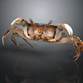 Brown Crab With Large Claws And Textured Shell On Dark Reflective Surface 3d model