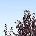 Three Arbor Trees With Slender Trunks And Purple Red Canopies Against Light Blue Sky