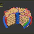 3D Rendered Hair Follicle Organ Structure With Colored Vessels And Cellular Components