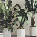 Various Bonsai Potted Plants in White Pots with Metal Bases for Minimalist Interiors