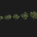 Garden Landscape Design With Various Height Trees for Outdoor Greenery