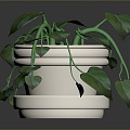 Potted Indoor Plant Green Plant Indoor Bonsai Bonsai Flower Wild Flower Flower Plant Realistic 3d model