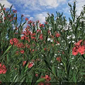 Red and White Flowers with Green Leaves Under Blue Sky and White Clouds