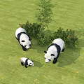 Cute Panda Family With Adult And Baby Playing On Green Grass Near Trees And Bushes