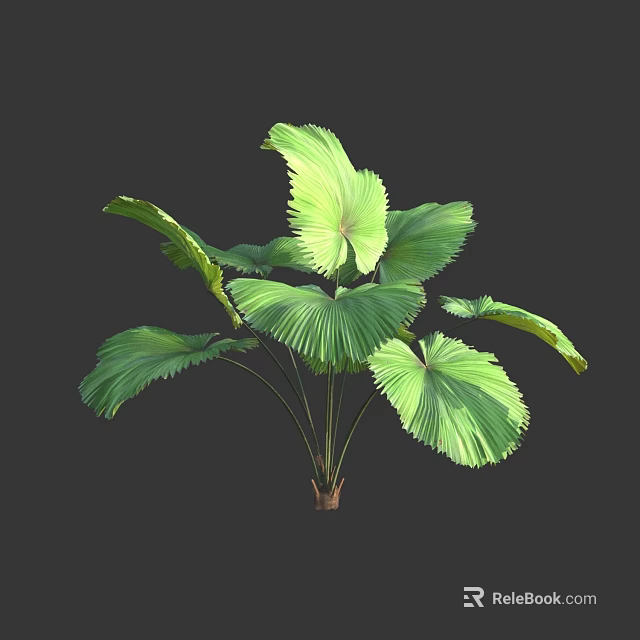 Lush Green Tropical Plant With Large Fan Shaped Leaves And Vibrant Foliage 3d model 