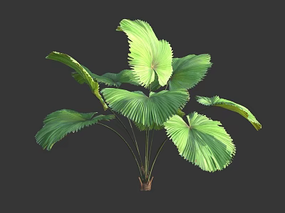 Lush Green Tropical Plant With Large Fan Shaped Leaves And Vibrant Foliage 3d model