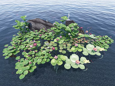 Aquatic Plants Growing on Water Surface with Lily Pads and Pink Flowers Surrounding Rock 3d model