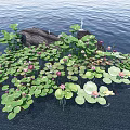 Aquatic Plants Growing on Water Surface with Lily Pads and Pink Flowers Surrounding Rock