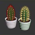 Green Cacti Plants In White Ribbed Pots On Dark Background