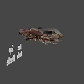 Detailed View Of Large And Small Metallic Beetles On Brown Background