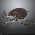 Detailed View Of Sea Turtle Organs Shell Flippers And Head Structure