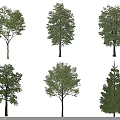 Diverse Arbor Tree Varieties Featuring Different Crown Shapes Leaf Textures And Trunk Sizes 3d model