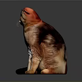 Calm Scottish Fold Cat with Brown Tabby Fur Sitting on Gray Reflective Surface