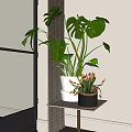 Monstera Potted Plant with Large Green Leaves in White Pot and Small Plant on Indoor Stand