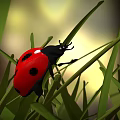 Red and Black Ladybug Crawling on Green Grass Blades in Natural Outdoor Setting