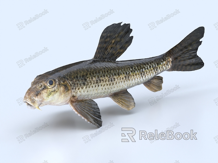 Loach Small Fish model