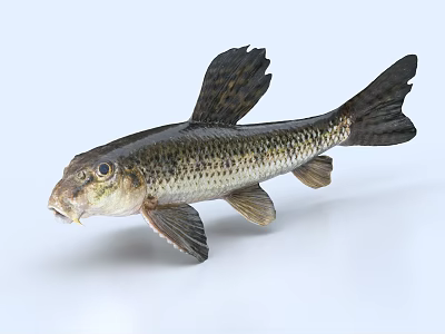 Detailed Aquatic Animal Fish Featuring Spotted Scales Fins And Tail Structure 3d model