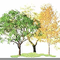Three Arbor Trees Displaying Green Gold Red Foliage And Lush Grass Around Brown Trunks