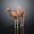 Realistic Standing Brown Camel With Reflection On Dark Background Surface