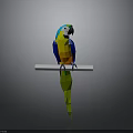 Vibrant Colorful Parrot with Bright Feathers Perched on White Bar Against Gray Background