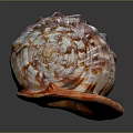 Stunning Marine Snail Aquatic Animal with Spiral Shell and Intricate Color Patterns