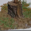 Old Tree Stump in Natural Environment With Green and Orange Leaves and Dry Grass