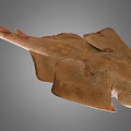 Brown Spotted Flat Fish With Wide Fins And Long Tail Marine Creature