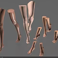 Women Legs In Various Poses And Skin Tones For Model