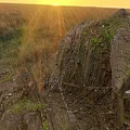 Wild Reptile Basking On Moss Covered Logs In Golden Grass Field At Sunset