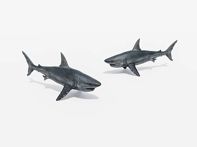 Two Realistic Aquatic Animal Shark Models With Lifelike Pose And Detailed Features 3d model