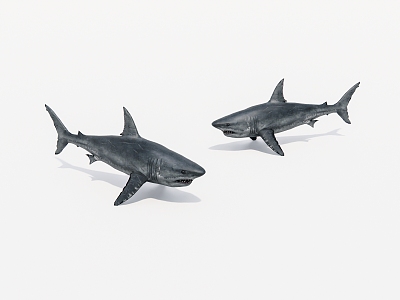 Aquatic animal shark 3d model