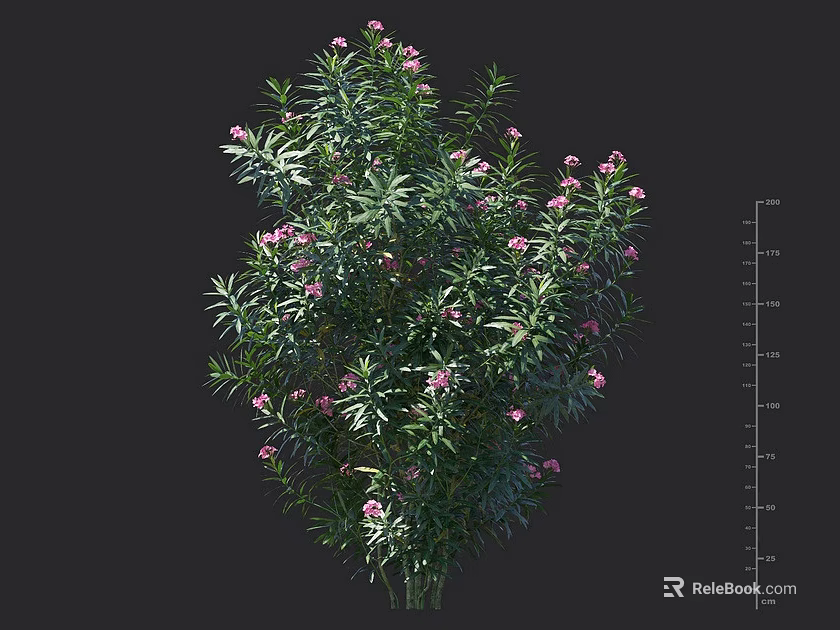 Lush Green Shrub With Pink Small Flowers And Height Measurement Scale 3d model 