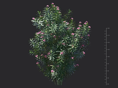 Lush Green Shrub With Pink Small Flowers And Height Measurement Scale 3d model