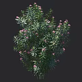 Lush Green Shrub With Pink Small Flowers And Height Measurement Scale