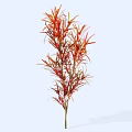 Vibrant Shrub With Red And Green Leaves And Slender Upright Stems