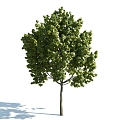 The Modern Tree 3d model