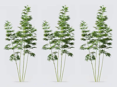 Natural Green Bamboo Plants With Tall Stems And Lush Fresh Leaves 3d model