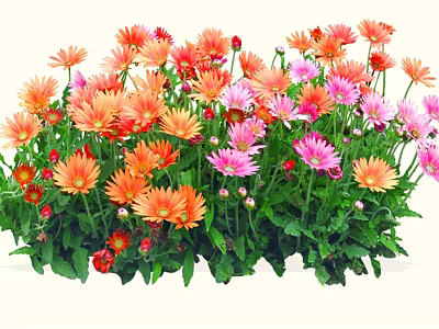 Vibrant Colorful Garden Flowers With Orange Pink Blooms And Green Leaves 3d model
