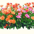 Vibrant Colorful Garden Flowers With Orange Pink Blooms And Green Leaves